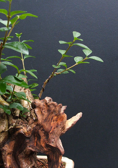 Repairing Snapped Bonsai Branches